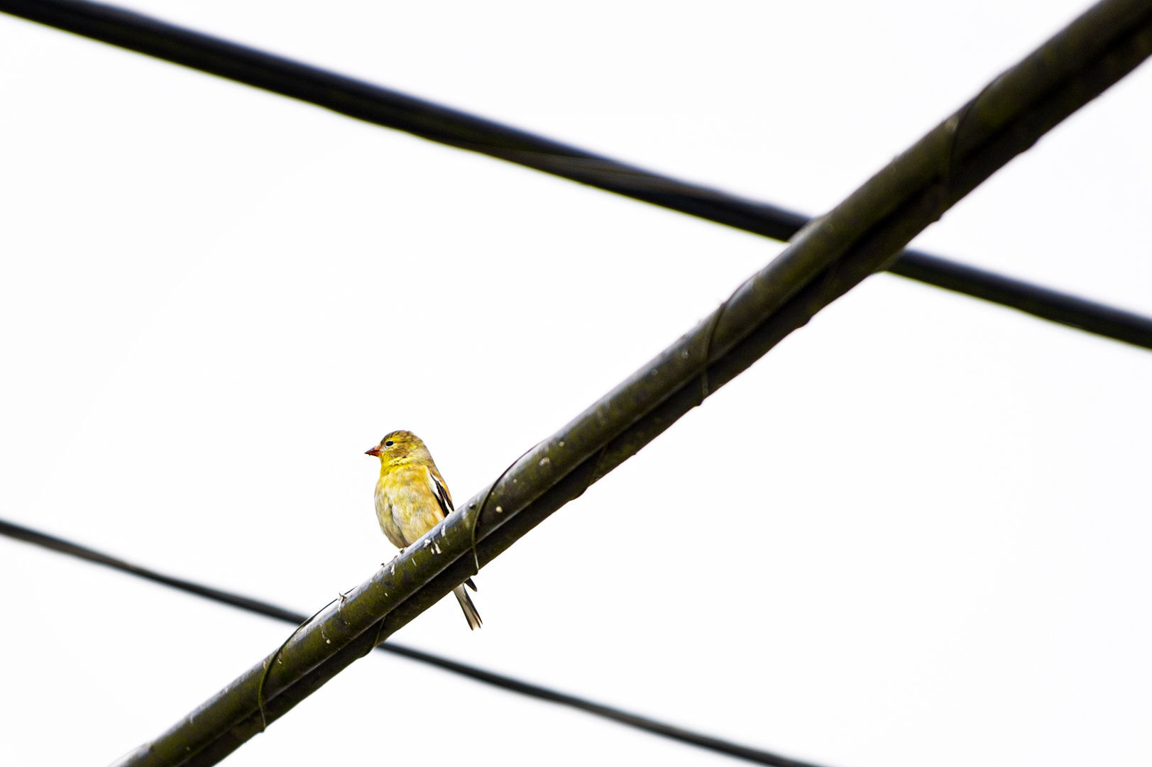 Sitting on a telephone wire